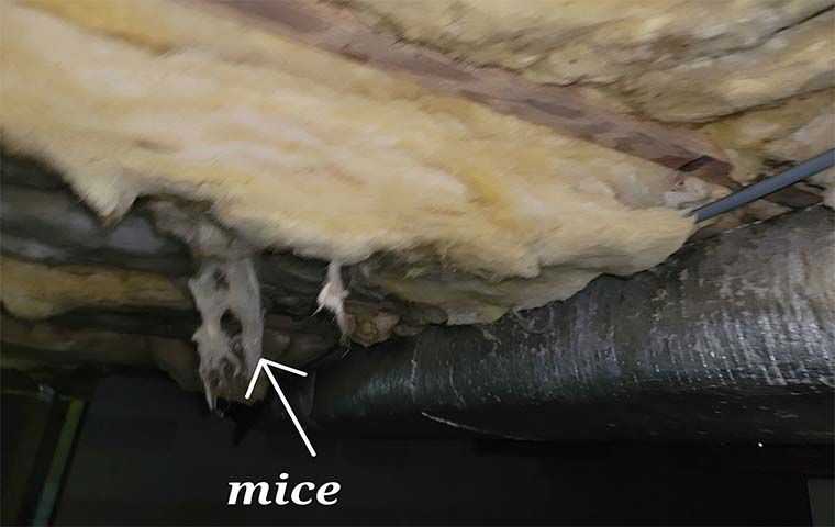 Mice damage in insulation