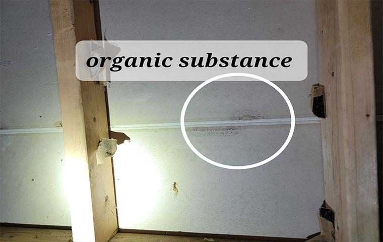 Organic substance infiltrating into a roof