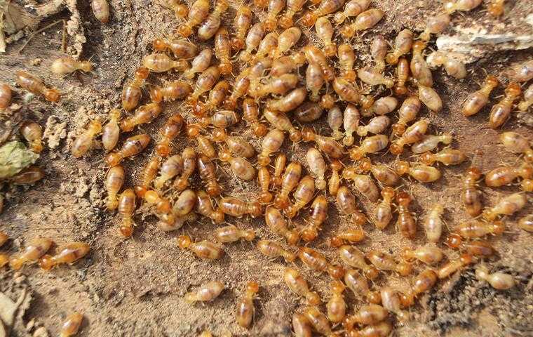 a swarm of termites in waldorf maryland