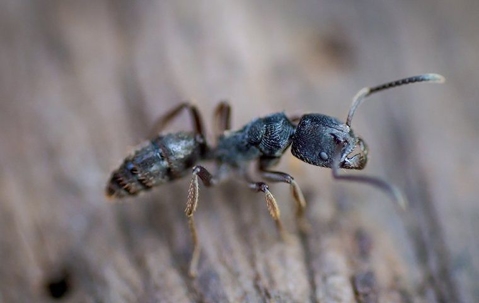 What Causes Carpenter Ants In Waldorf Homes & How To Get Rid Of Them ...