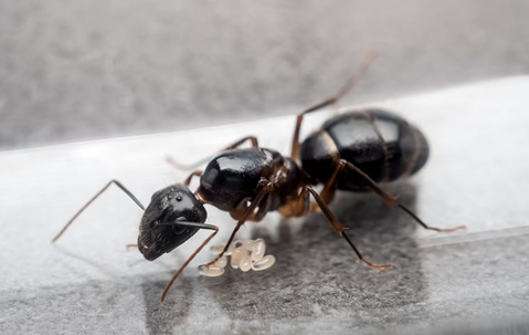 Carpenter Ants In Waldorf: An Guide To Prevention And Control | Mike's ...