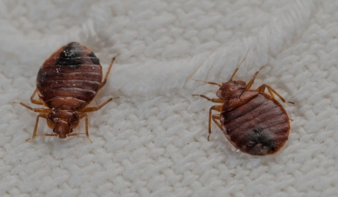 Bed Bugs