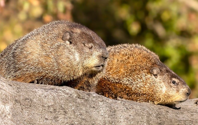 How To Get Rid Of Groundhogs In Your Waldorf Yard | Mike's Pest and