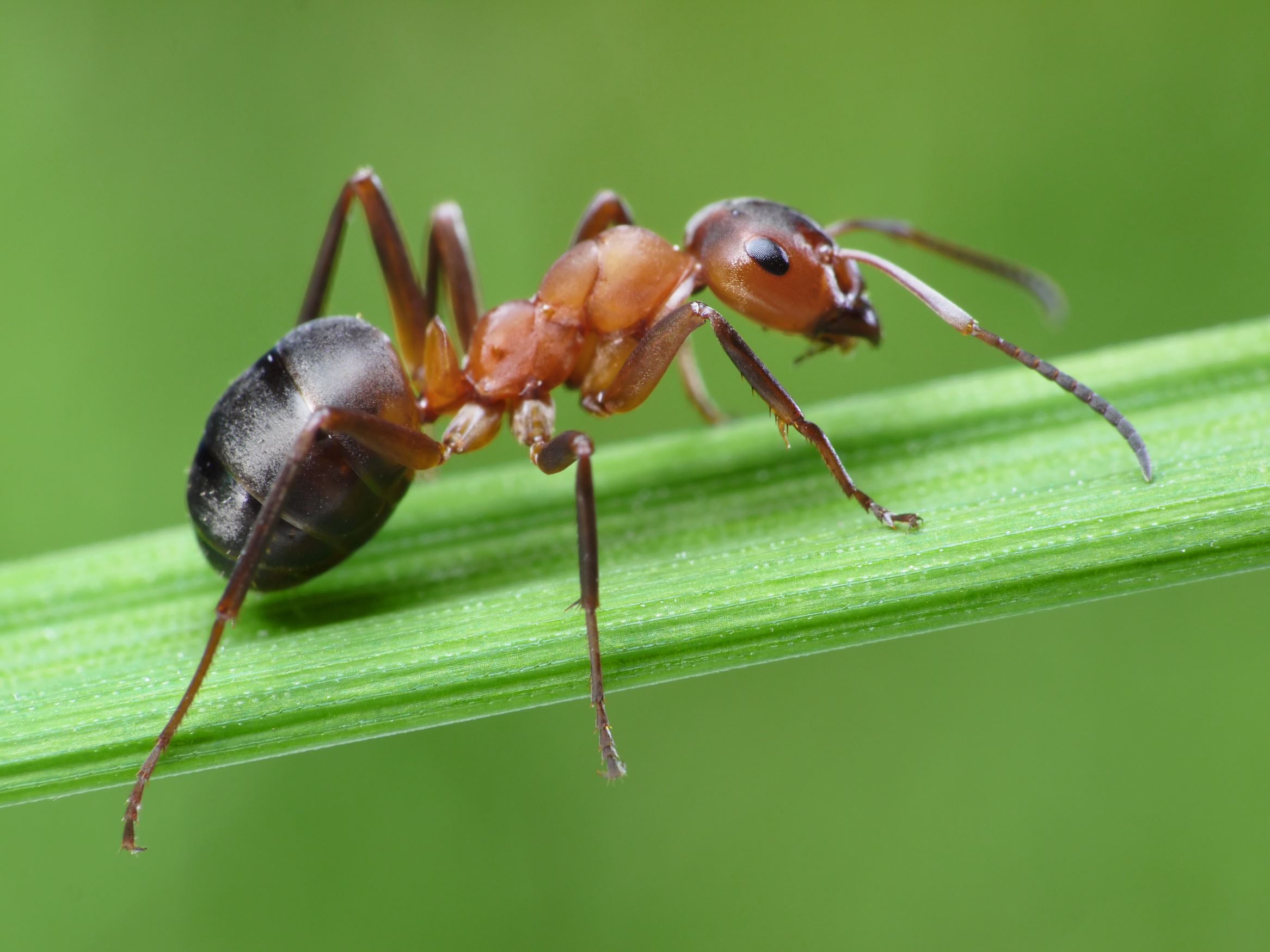 ant