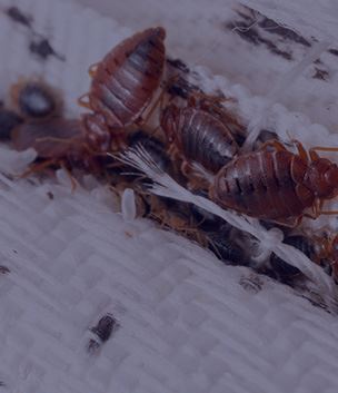 Bed Bug Control