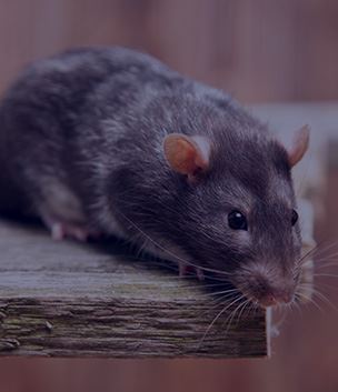 Rodent Control